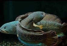 夏季钓黑鱼，分析黑鱼的生活习性选择合适钓法