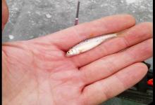 春季钓不好鲫鱼，不是水里没鱼和饵料不对，真相是这