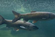 草鱼为何难钓？分析原因从它的生活习性入手