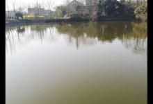 初春野钓大鲫鱼要什么技巧？老钓友教你两招