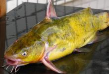 黄颡鱼这样钓，一块猪肝，一包蚯蚓，爆护