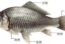 两指大的鲫鱼，凭什么受到全国钓友的热烈追捧