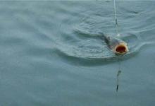 同是鲤鱼，为何黑坑用的饵料，很难钓上野生鲤鱼