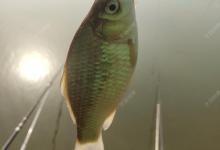 早春如何和鲫鱼斗智斗勇，钓早春鲫鱼的技巧都在这