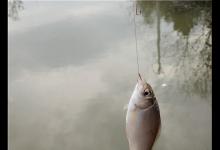 早春如何野钓鲫鱼呢？解析自然水域作钓鲫鱼的2技巧