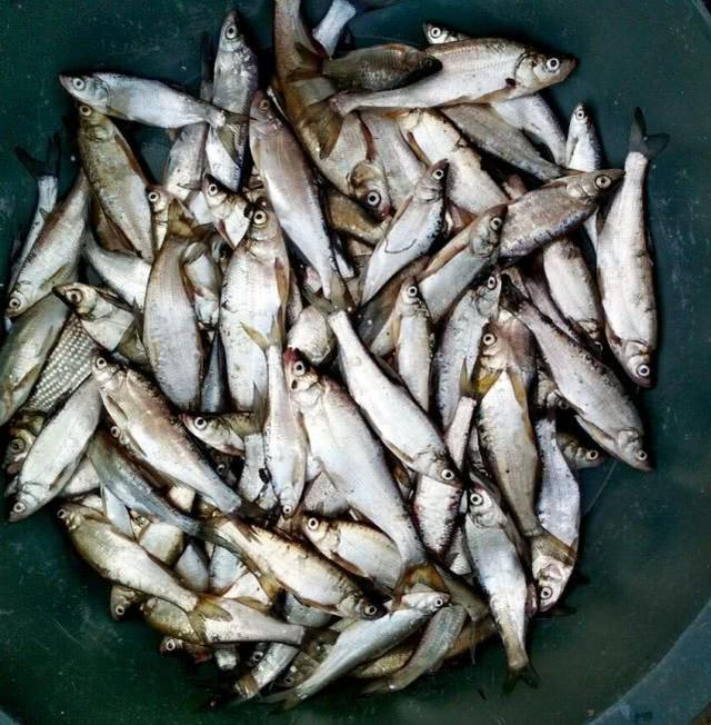 这种小翘嘴鱼长不大吗?有人叫它撅嘴鲢