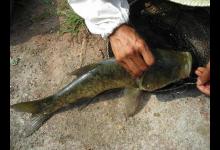 老司机分享多年钓鲢鳙的经验