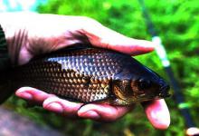 秋末钓鲫鱼，用好这套用饵攻略，连杆不是没可能