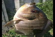 老钓友解析秋季野钓罗非鱼的4技巧，南方秋季钓罗非鱼