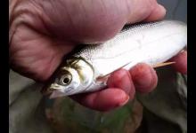 如何垂钓黄尾鱼，老手最有效果的4个办法