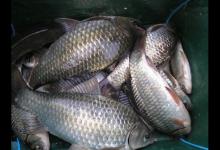 鲫鱼有几种？有的很普通，有的是宫廷贡品