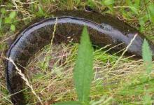 秋分以至，黑鱼在哪里？如何钓好黑鱼