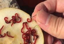 在寒冷的冬季，用虫饵作钓大鲫鱼的3个方法