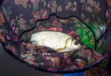 秋季钓鲫鱼，选钓时钓位和窝料搭配原则