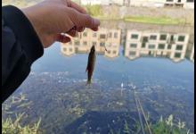 冬钓鲫鱼饵料这样调整才好，新手看完就能学会