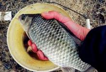 冬季手竿草边钓大鲫鱼，注意这4个要点