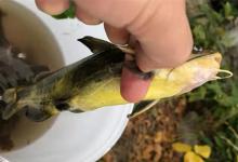 晚秋野钓黄颡鱼，就用这两种钓法，渔获更有保证