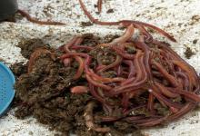 蚯蚓这样用，低温天钓鱼最合适，大板鲫一钓一个准