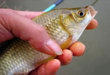为什么土鲫鱼这么受到钓鱼人的青睐？
