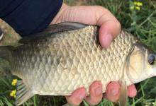 秋季草洞钓大鲫鱼的注意事项，传统钓的一点经验