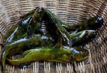 秋季手竿钓黄颡鱼，线组和钓法很关键