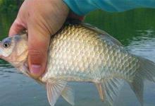 七星漂线组搭配和调漂技巧，冬钓大鲫鱼的狠招数