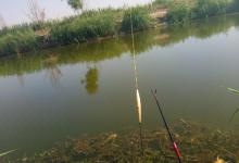 深秋初冬钓鲫鱼，浮漂的选用的3个原则，让漂相更清晰