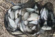 深秋初冬手竿钓鲫鱼，这些常用老套路，助你连竿上鱼