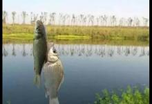 鲫鱼无口，多半不是饵的事，而是逗钓不到位