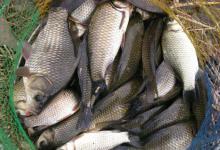 鲫鱼有哪些种类？没想到竟然有这么多种