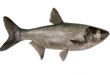 冬季钓鲢鳙的4大注意事项