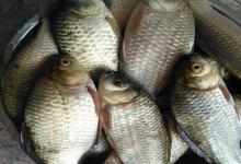 冬钓鲫鱼，试试这款自制拉饵，钓效不比蓝鲫差