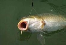 提竿中鱼，怎知雌雄？