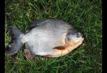 垂钓淡水白鲳，的用饵、钓具选择与钓法技巧