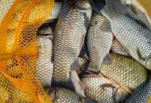 深秋初冬钓鲫鱼，选择这些天气出钓，鱼获差不了