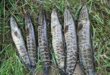 民间秋季手竿钓黑鱼的方法，和一些注意事项