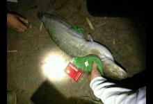 钓鲶鱼的四种动物荤饵，的实用技巧