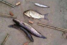 野钓黑鱼为啥不用蚯蚓饵？却选用小杂鱼的原因技巧