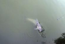 深秋时节钓青鱼，用这些老方法，渔获差不了