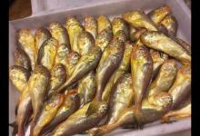 什么是黄鱼？如何垂钓黄鱼的一些技巧