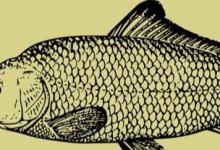 六个钓鲤鱼的野路子，专攻库钓上鱼率提升80%