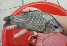 秋天反而钓不好大板鲫？只因看到这3个套路让我改变