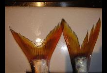 嘴巴小尾巴黄，3两重的冲劲很大，这鱼该如何垂钓