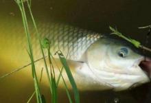 仲秋时期，野钓大草鱼必须弄明白的4个技巧