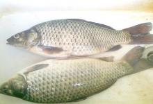 鲫鱼喜欢藏在这些地方，找准保你钓得爽