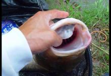 手竿如何垂钓大头鱼，4个方面重点就是饵要轻雾化好