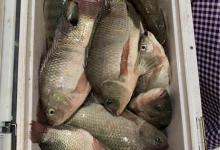 天气渐冷钓大罗非窝子做好很重要，附自制便宜饵料配方