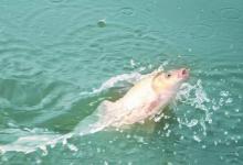 晚秋手竿怎么钓鲤鱼？我知道遛鱼要以柔克刚