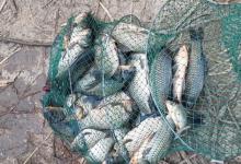 深秋初冬鲫鱼难钓？试试这一招，更容易钓到大板鲫