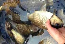 秋分过后钓鲫鱼，用这种饵料，大板鲫不难钓